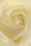 This evocative image brings you close into the luminous heart of a classic cream-white rose, as if you're sheltered within its whisper-soft petals on a peaceful Camberwell morning. Each petal unfurls in a gentle spiral, delicate yet full of life, their matte texture hinting at the touch of early dew. Subtle shadows curl between folds of ivory, lending depth and understated drama-a visual quietude reminiscent of the calm you might feel strolling along Camberwell Grove. The gentle radiance speaks of serenity and hope, making this rose a powerful symbol of reverence, new beginnings, or tender remembrance. The crafted artistry is recognizable-a signature of Camberwell florists who understand the nuances of every bloom they select. You can almost sense the faint, sweet fragrance, soft as a memory, drifting through the air. In this image, the rose is more than just a flower; it's an expression of empathy and admiration, a tribute infused with the subtle touch only local expertise can offer, perfect for a special Camberwell delivery.